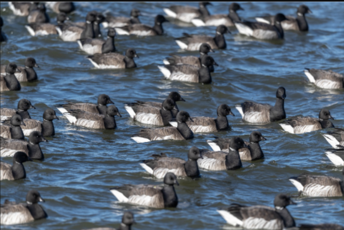 MIT Club of New York Bird Walks with the MIT Club