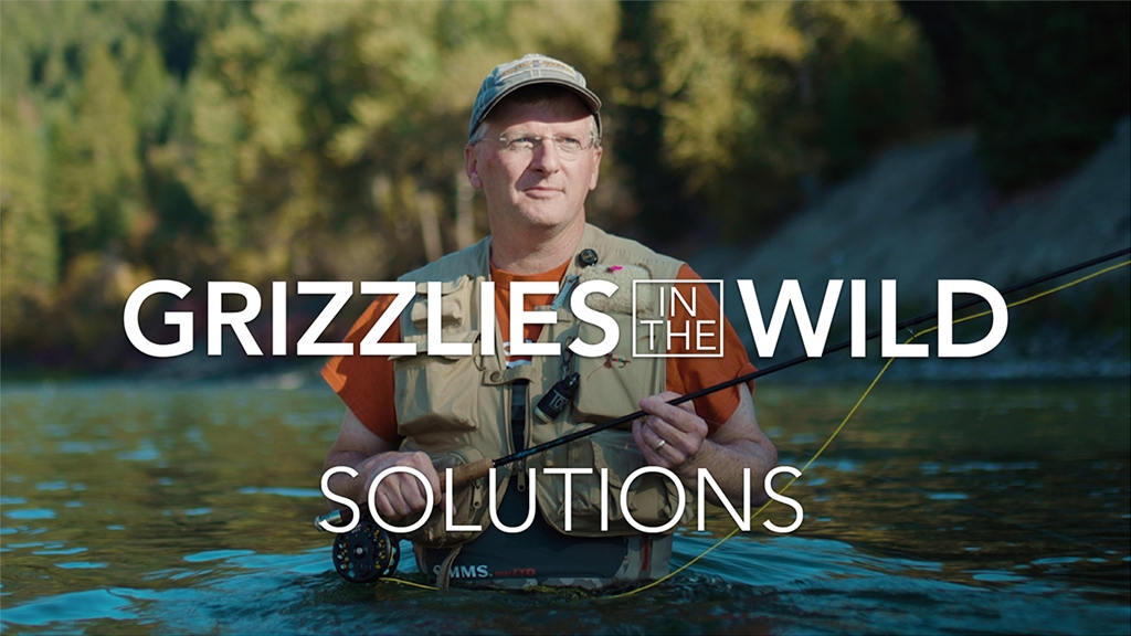 Grizzlies in the Wild - Solutions header